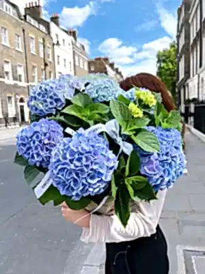 Blue Hydrangea Basket