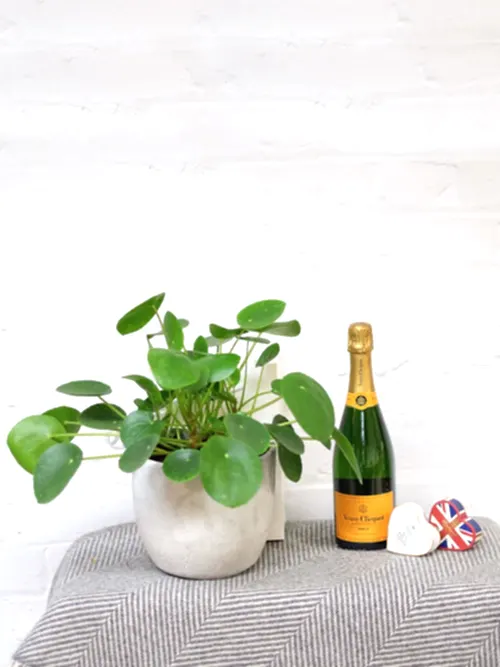 Chinese Money Plant