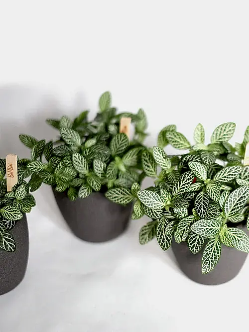 Fittonia