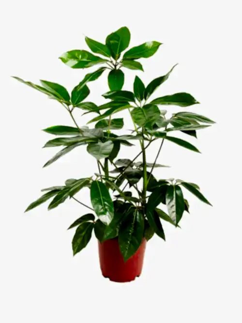 Schefflera Amata