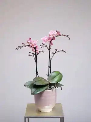 Posh Pink