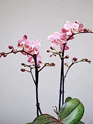 Posh Pink