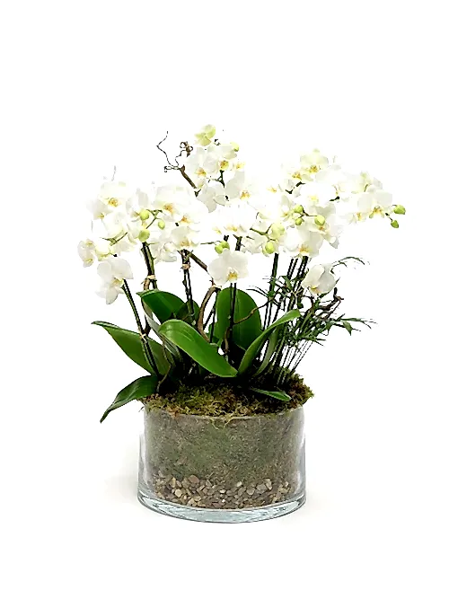 Elegant White