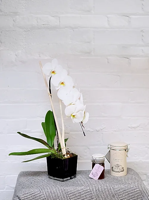 Cascading White Orchid