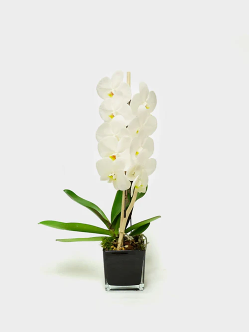 Cascading White Orchid