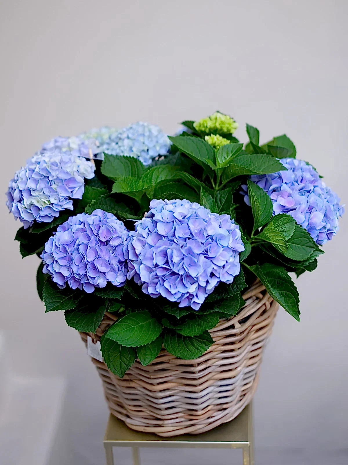 Blue Hydrangea Basket
