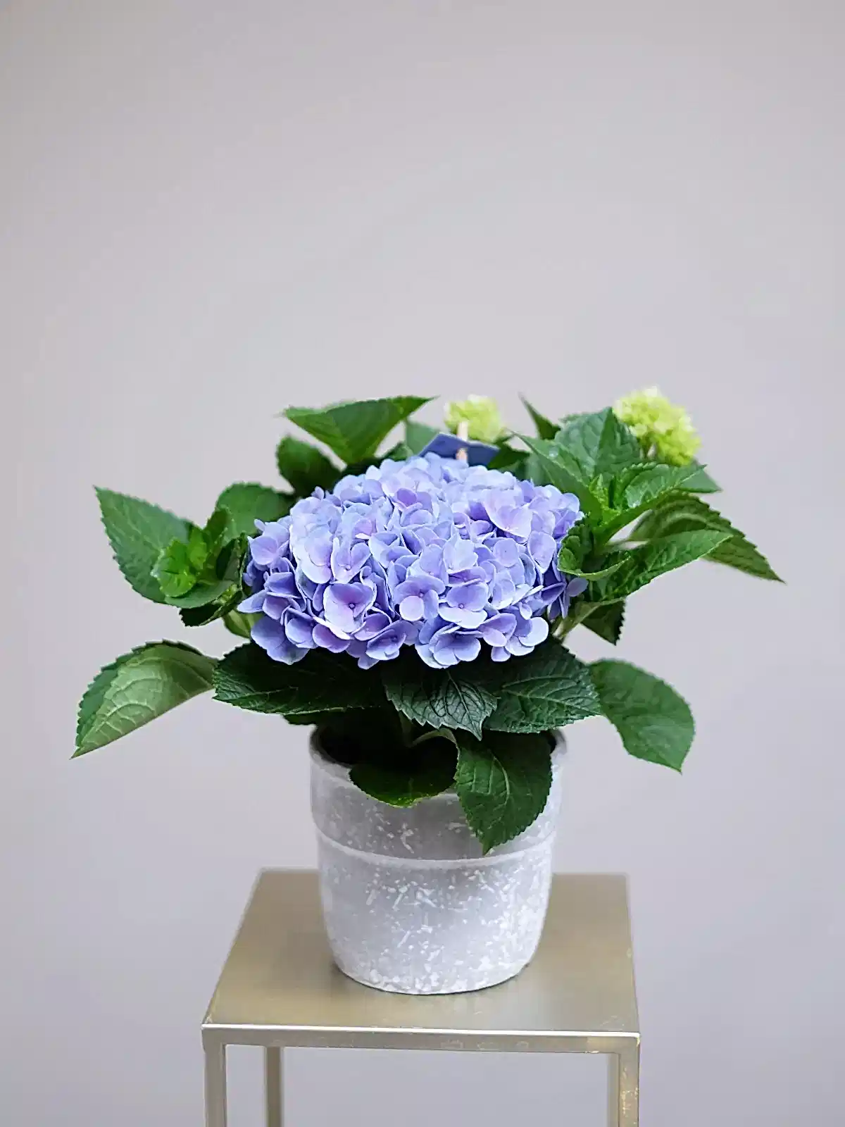 Blue Hydrangea Plant