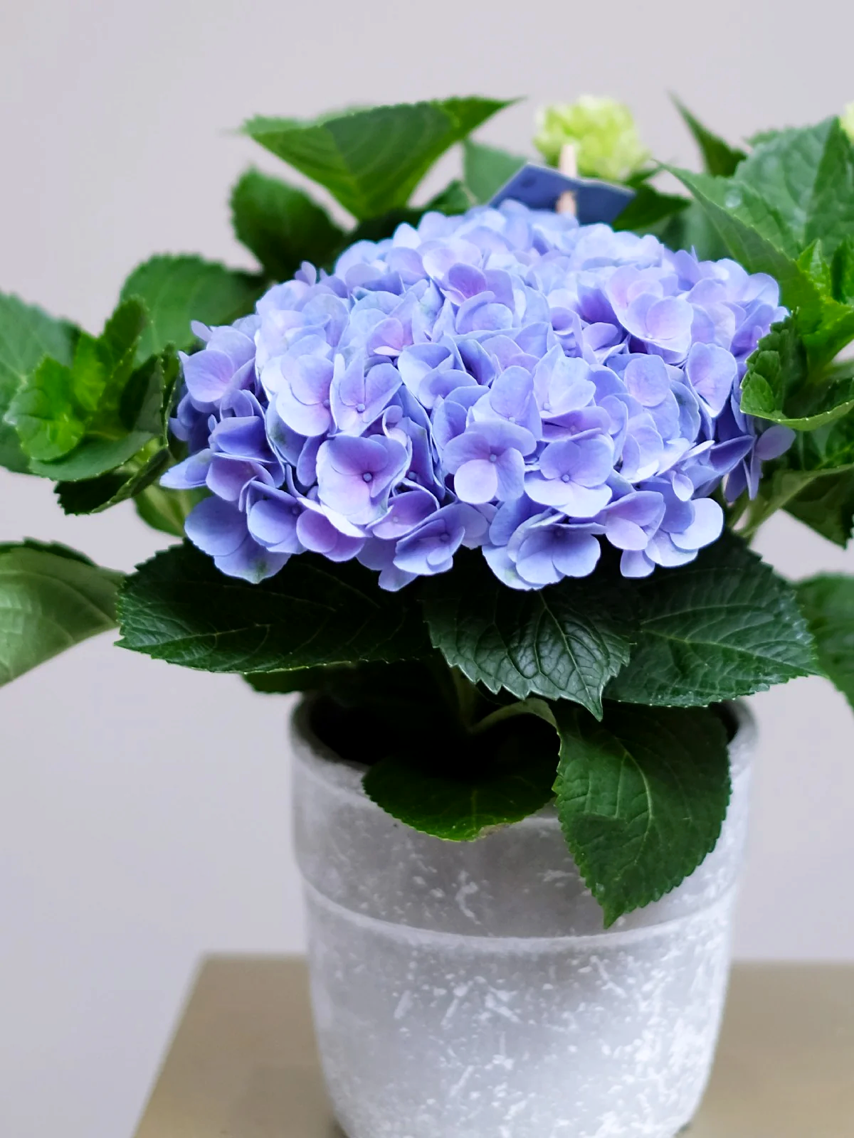 Blue Hydrangea Plant