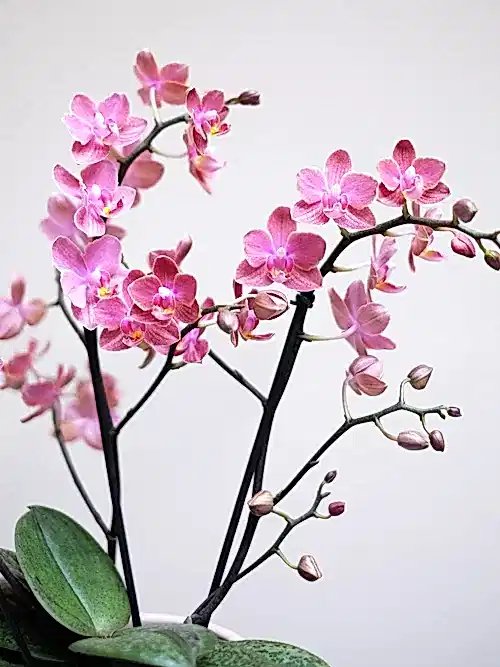 Pink Perfume