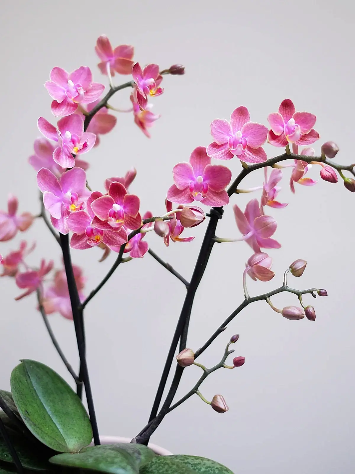 Pink Perfume