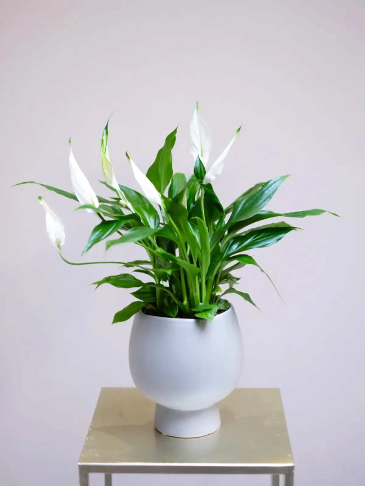 Peace Lily