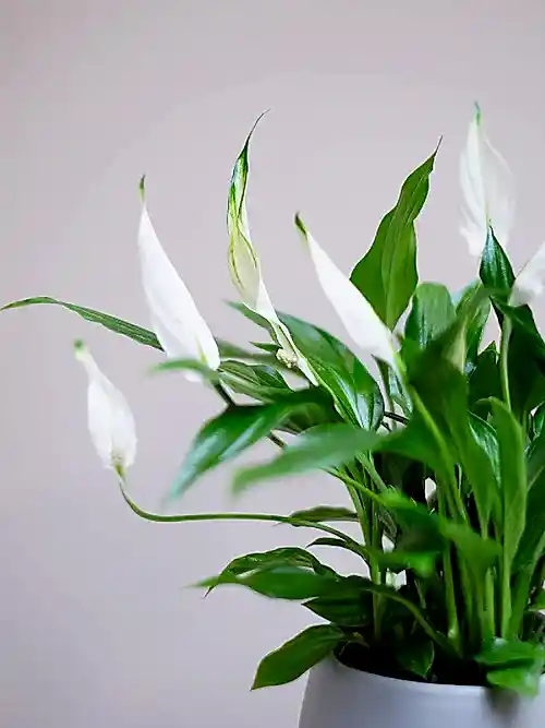 Peace Lily