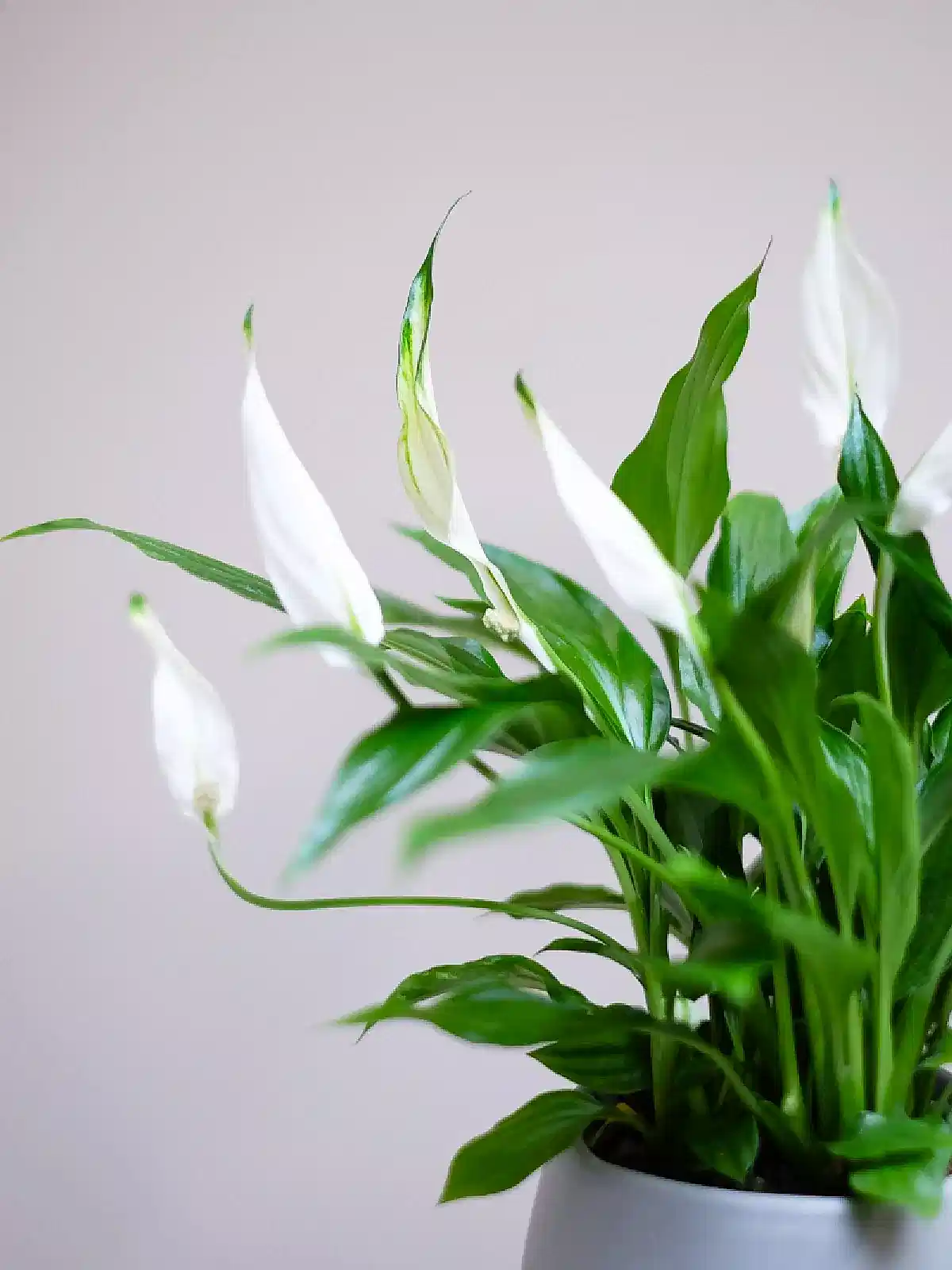 Peace Lily