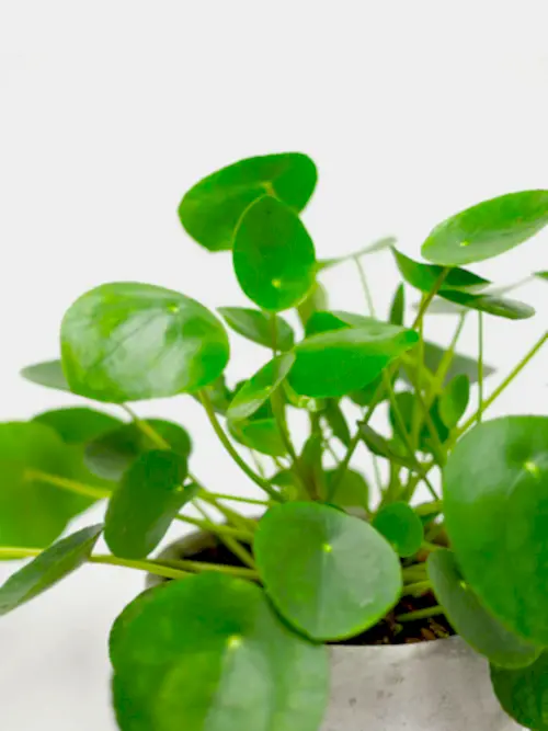 Chinese Money Plant