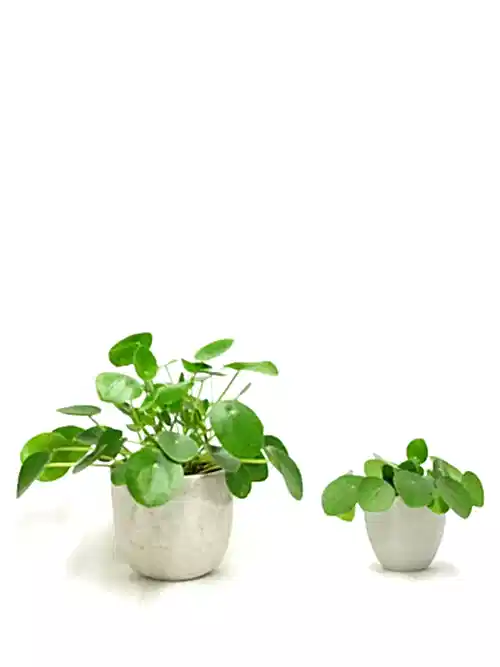 Chinese Money Plant