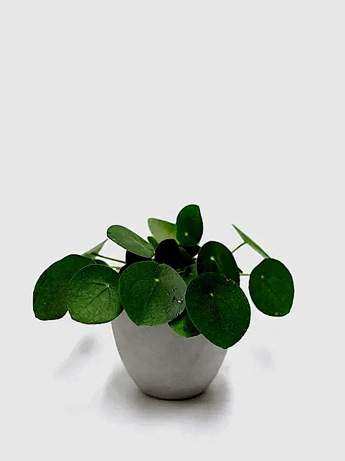 Chinese Money Plant