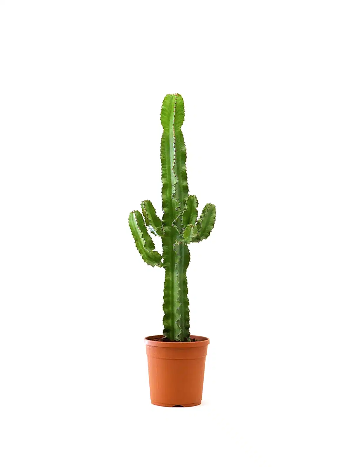 Euphorbia Erytrea ‘Cactus’
