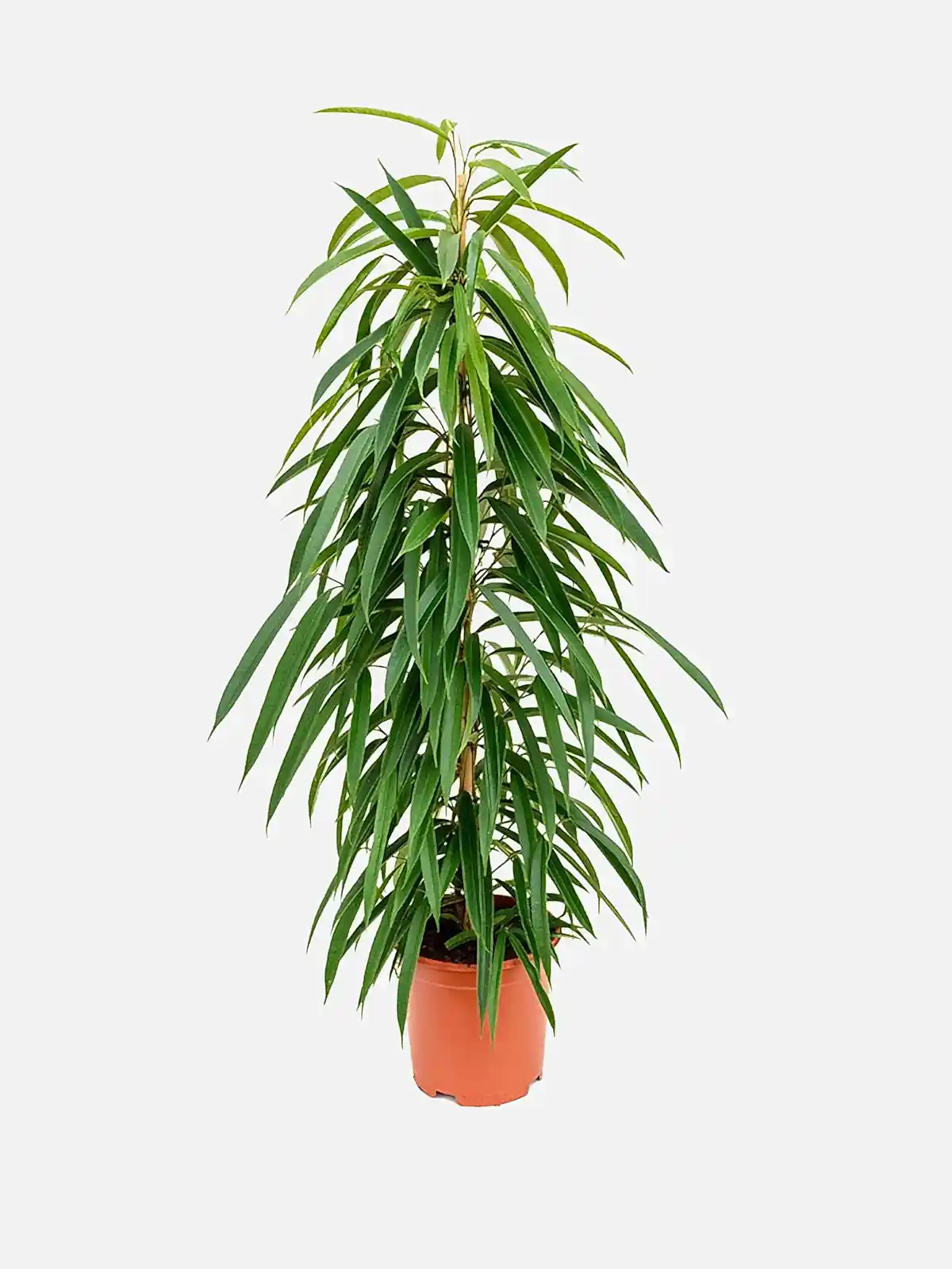 Ficus Bin Alii