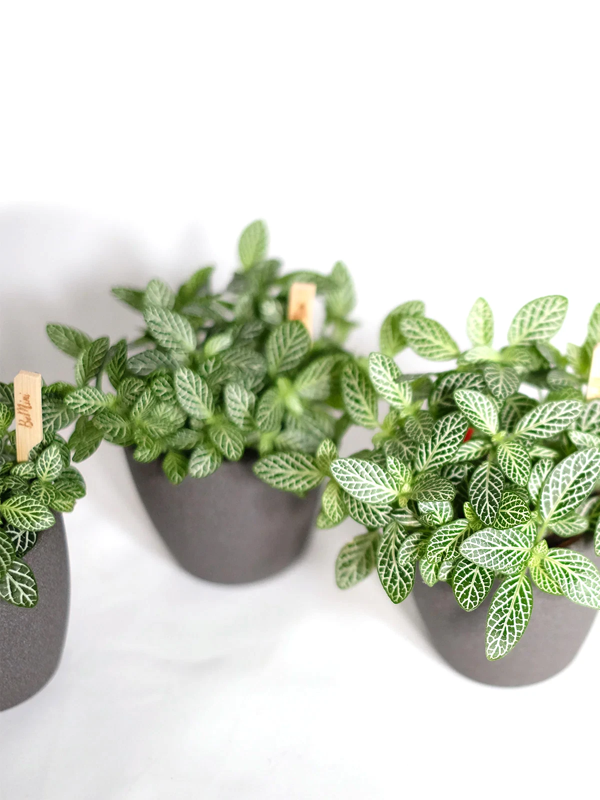 Fittonia