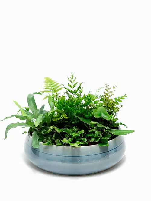 Jungle Green