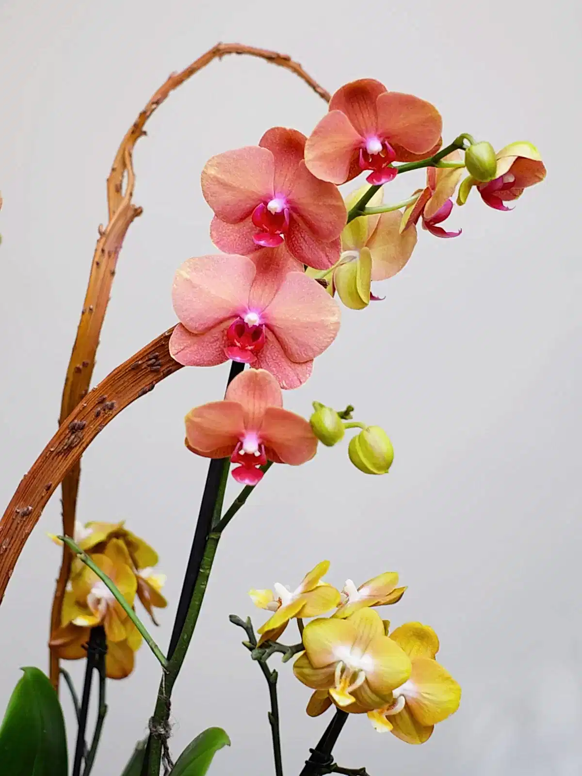 Georgia Peach