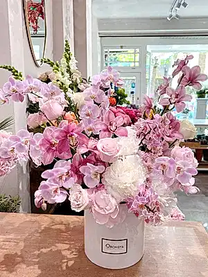 Orchid Allure