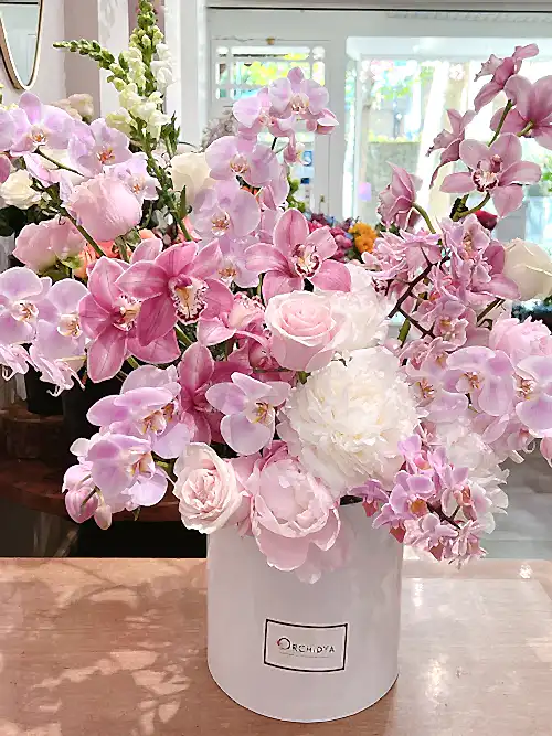 Orchid Allure