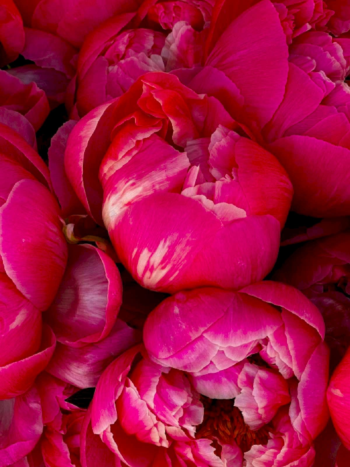 Coral Peony Bouquet
