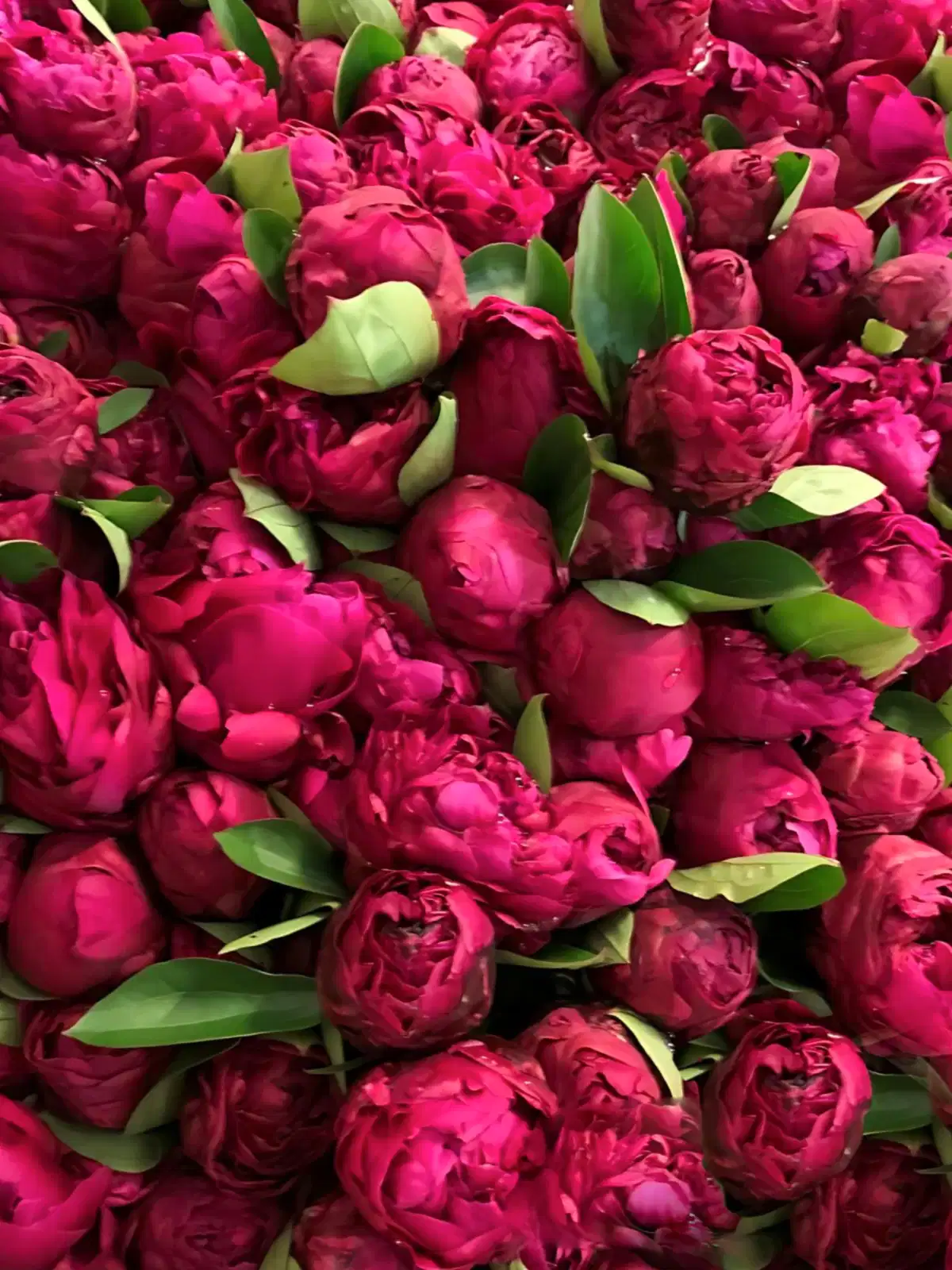 Dark Purple Peony Bouquet