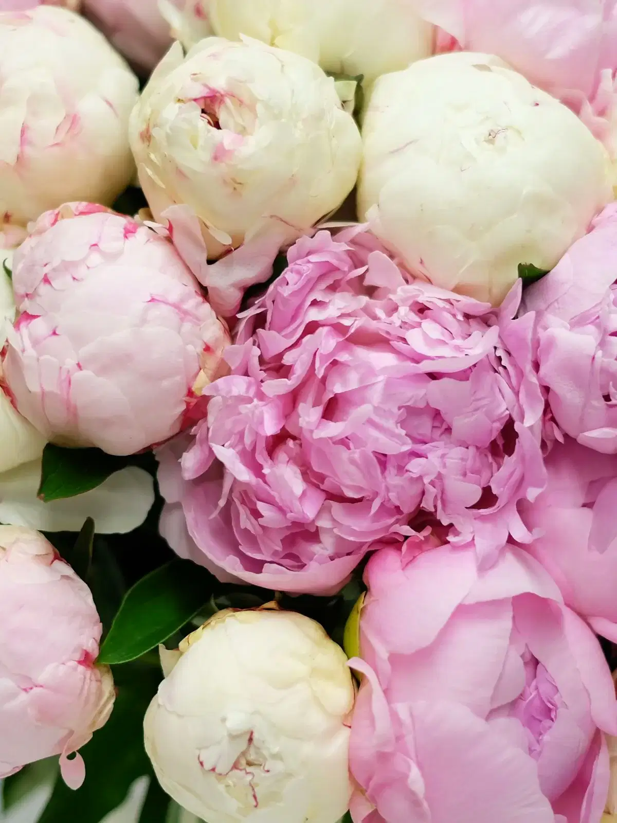 Peony Madness