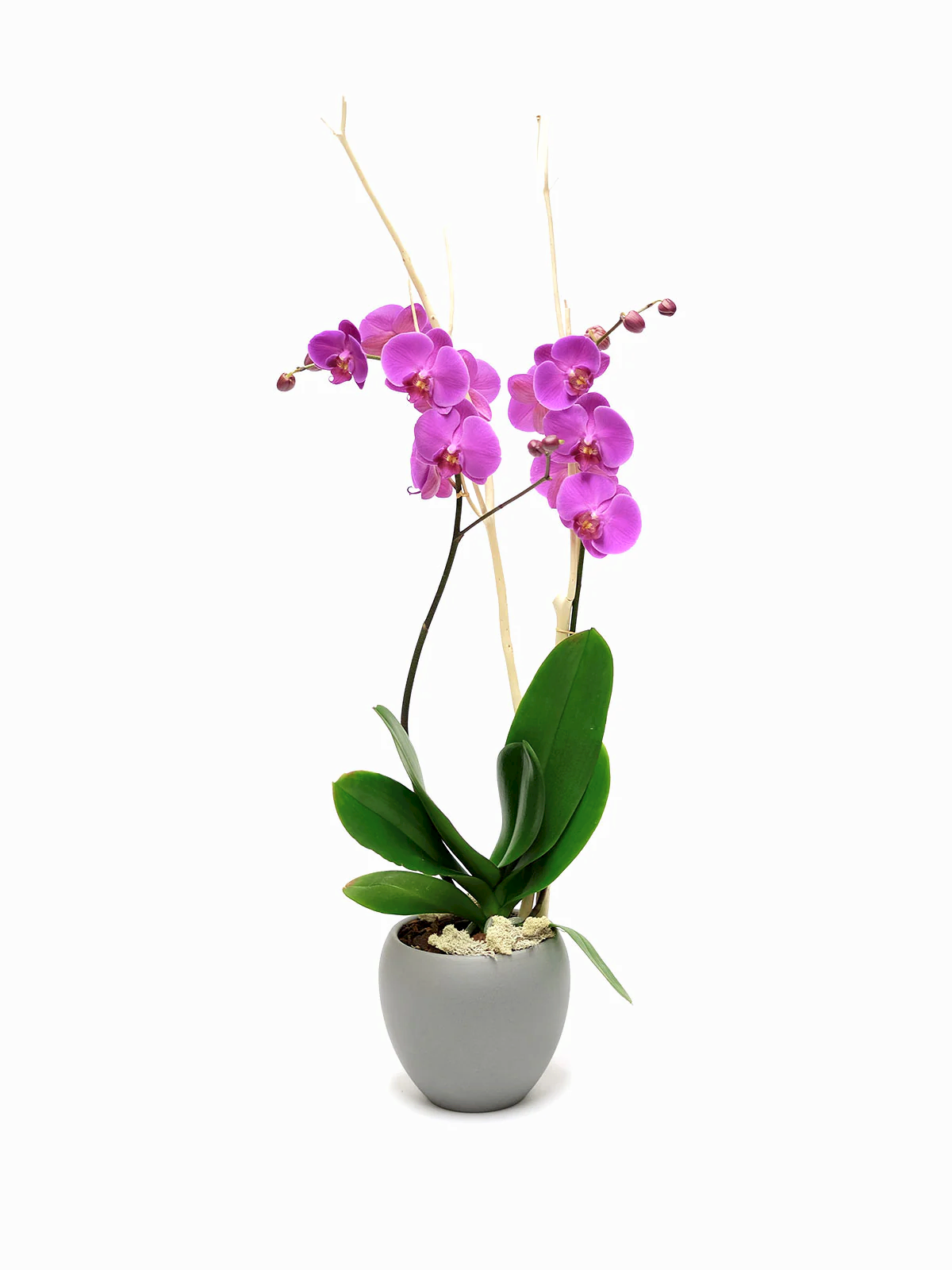 Magentano