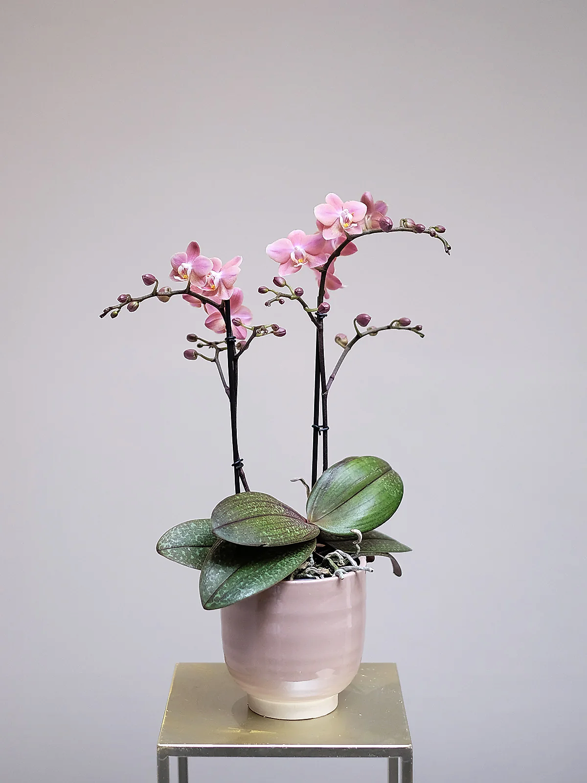 Posh Pink