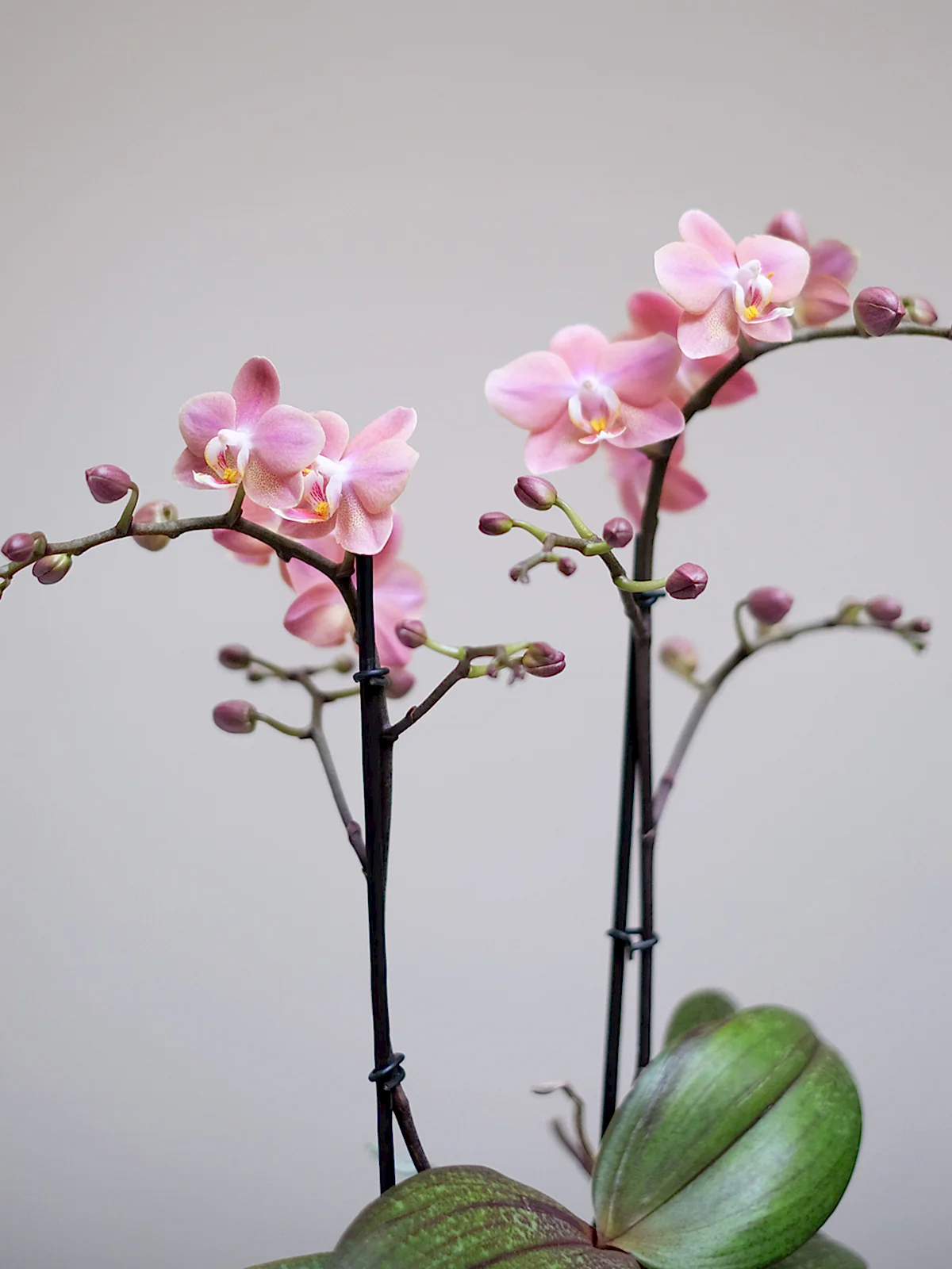 Posh Pink
