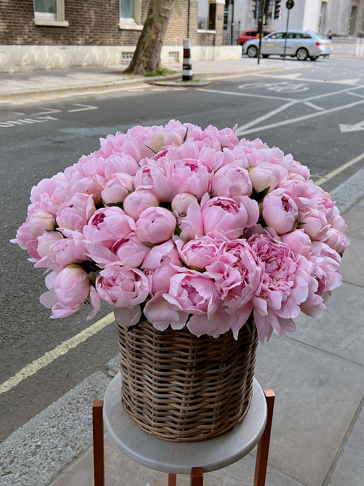 Peony Candy