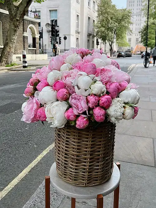 Peony Darling