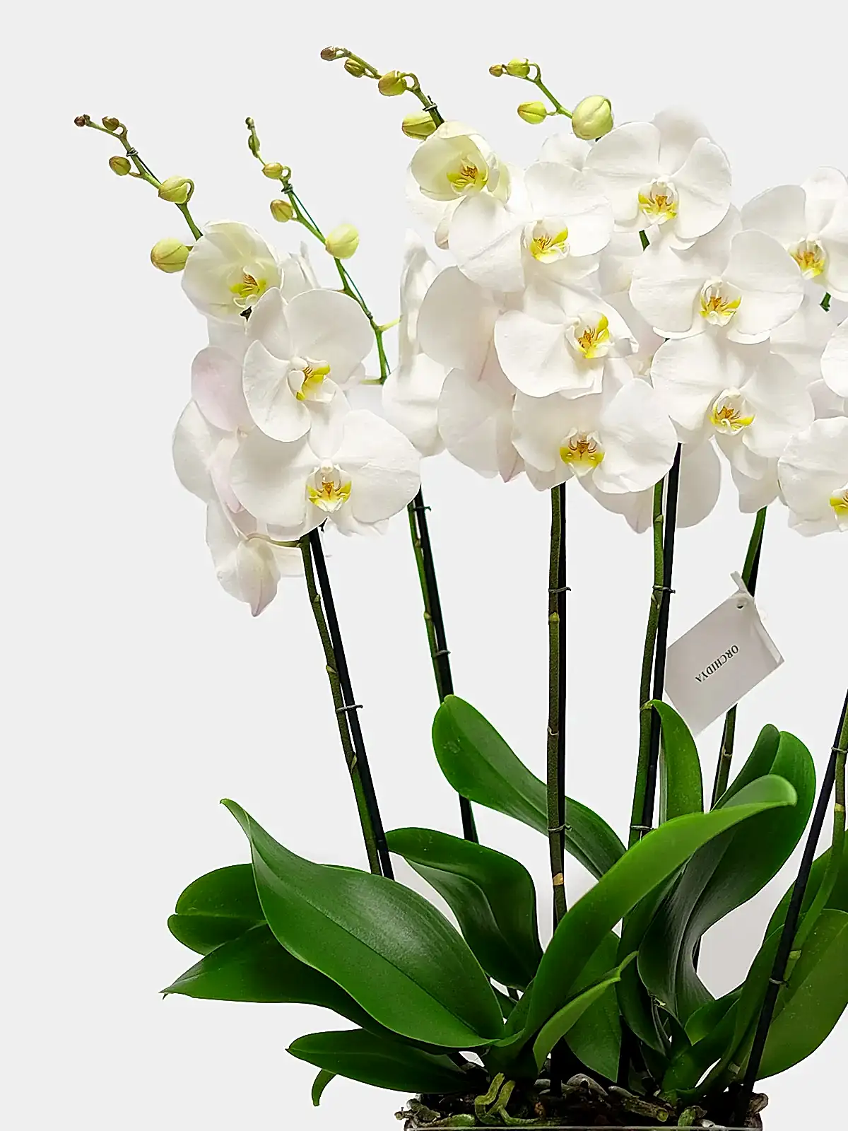 White Orchid in Glass Vase