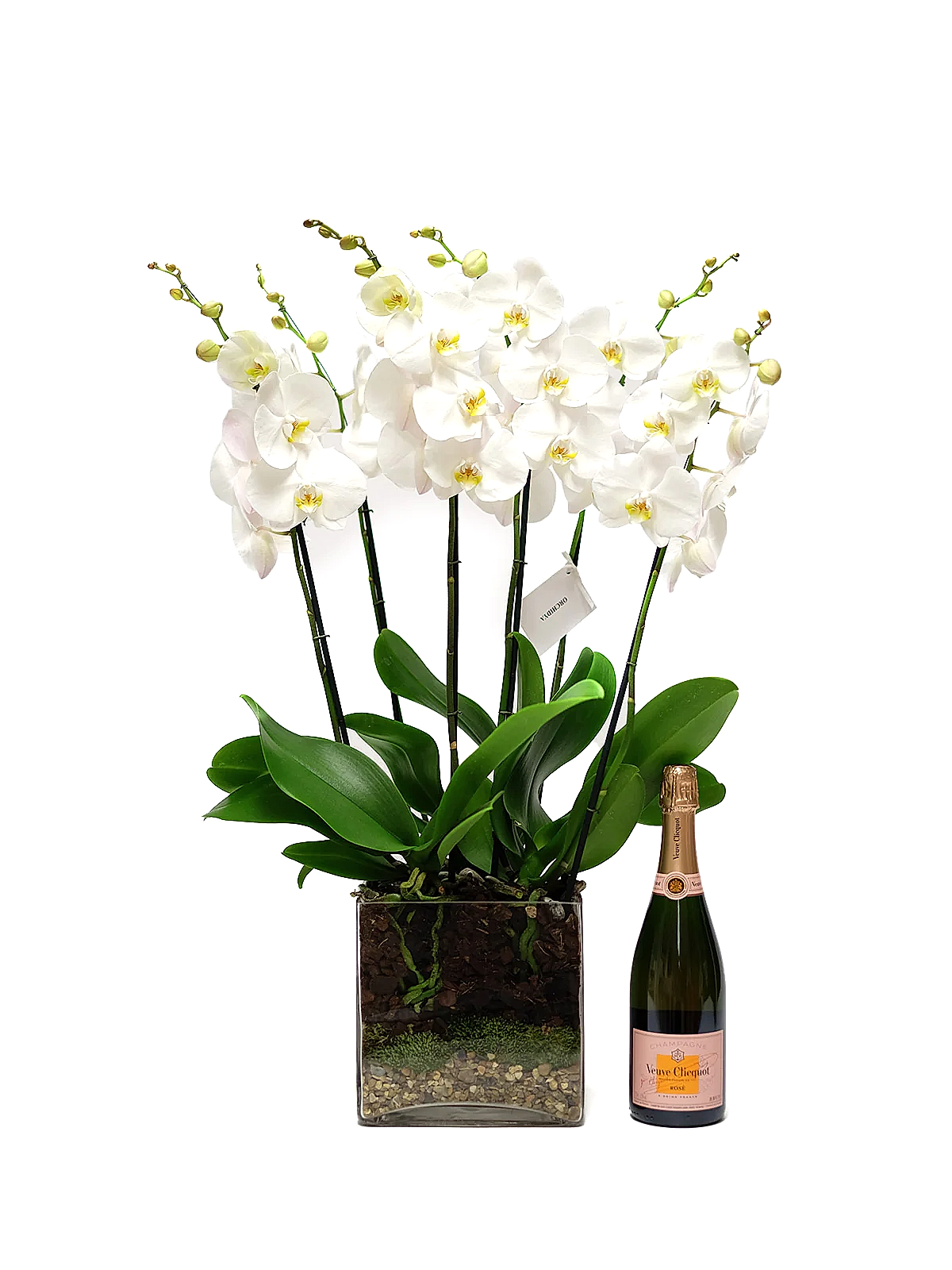 White Orchid in Glass Vase