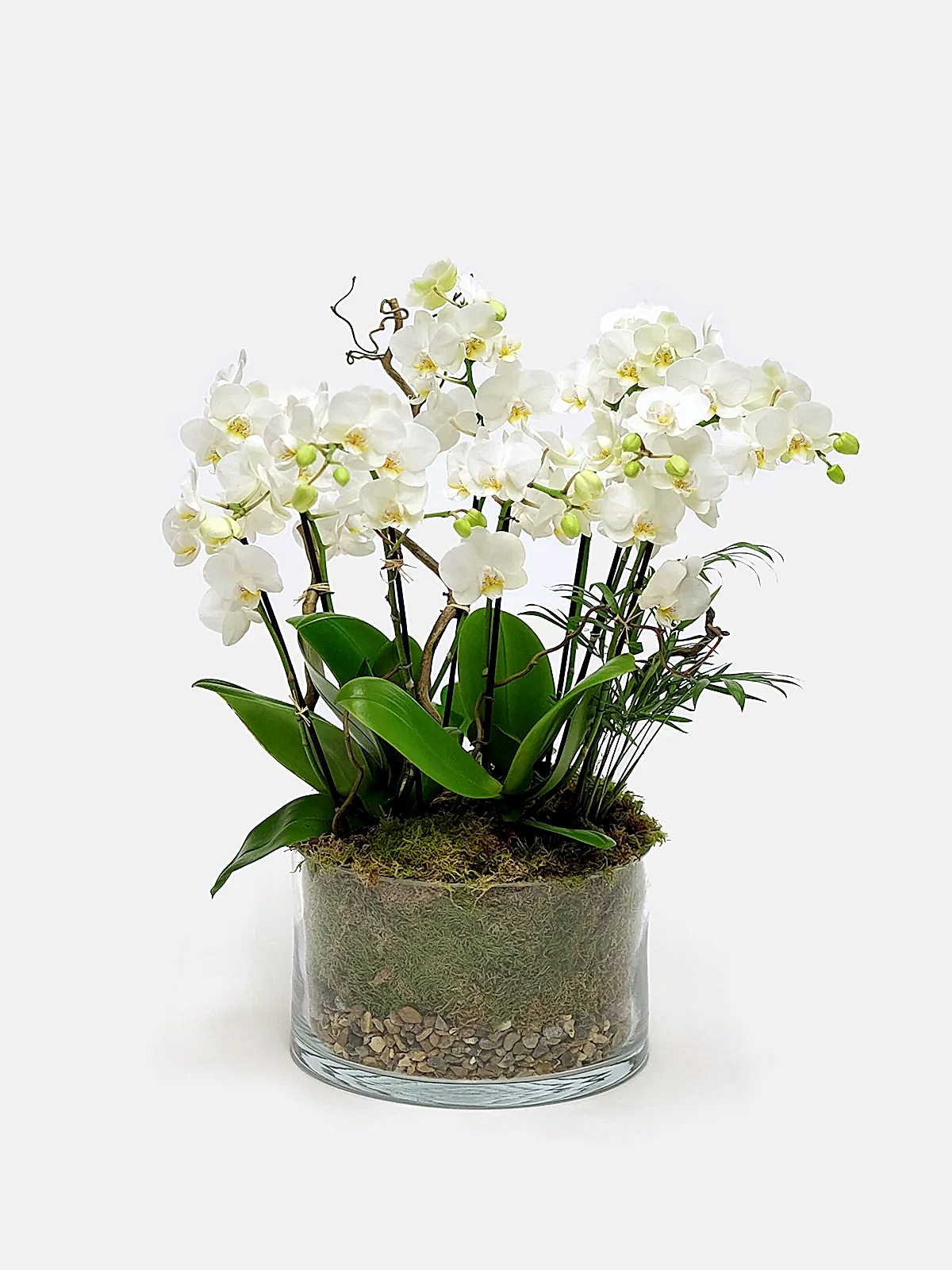 Elegant White