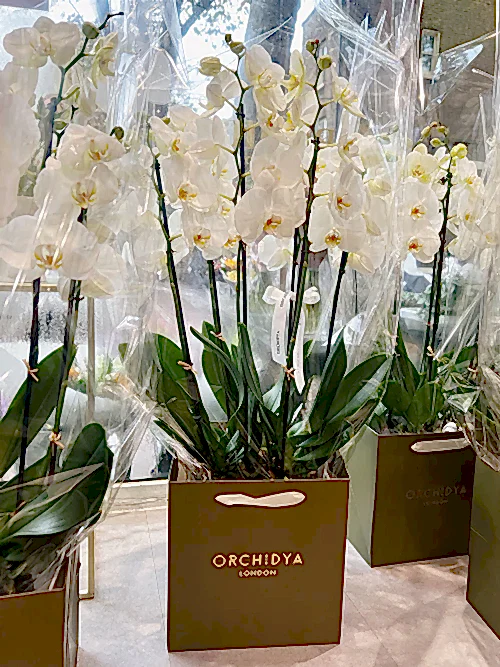 White Orchid in Glass Vase