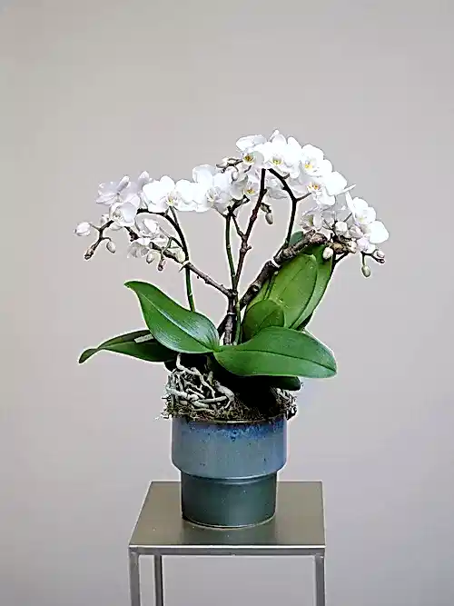 Jade Butterfly