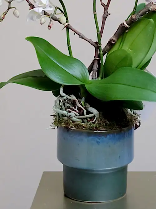 Jade Butterfly