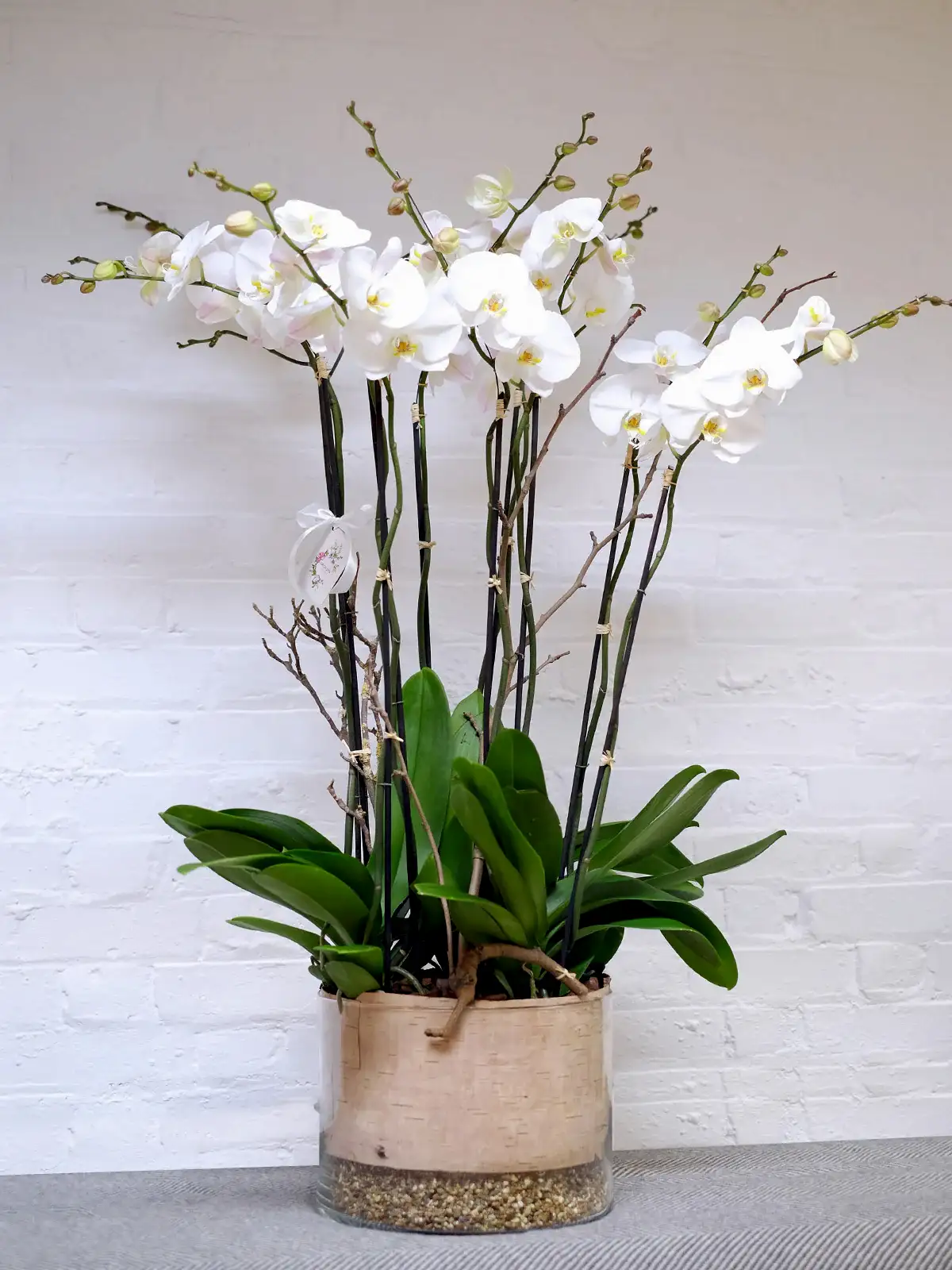 Luxury Orchid Arrangement