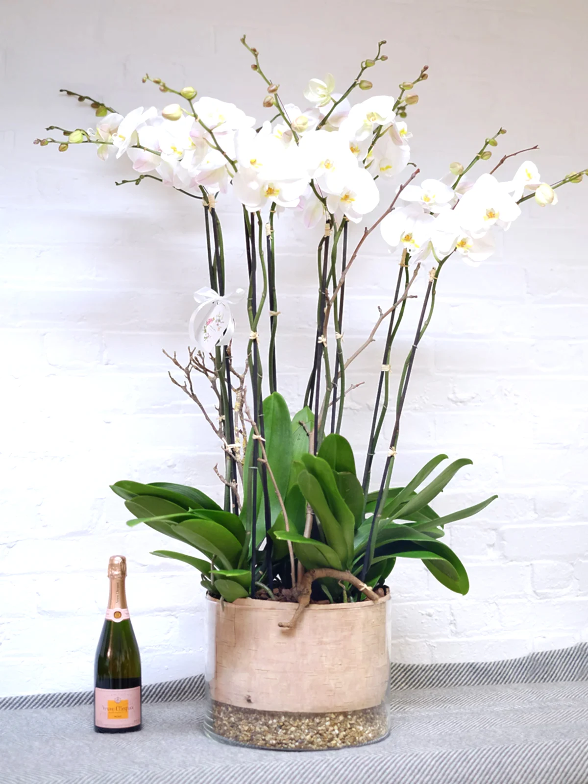 Luxury Orchid Arrangement