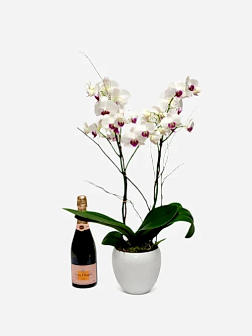 Red Lips Phalaenopsis