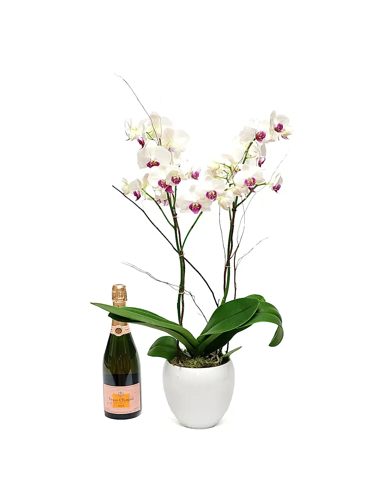 Red Lips Phalaenopsis