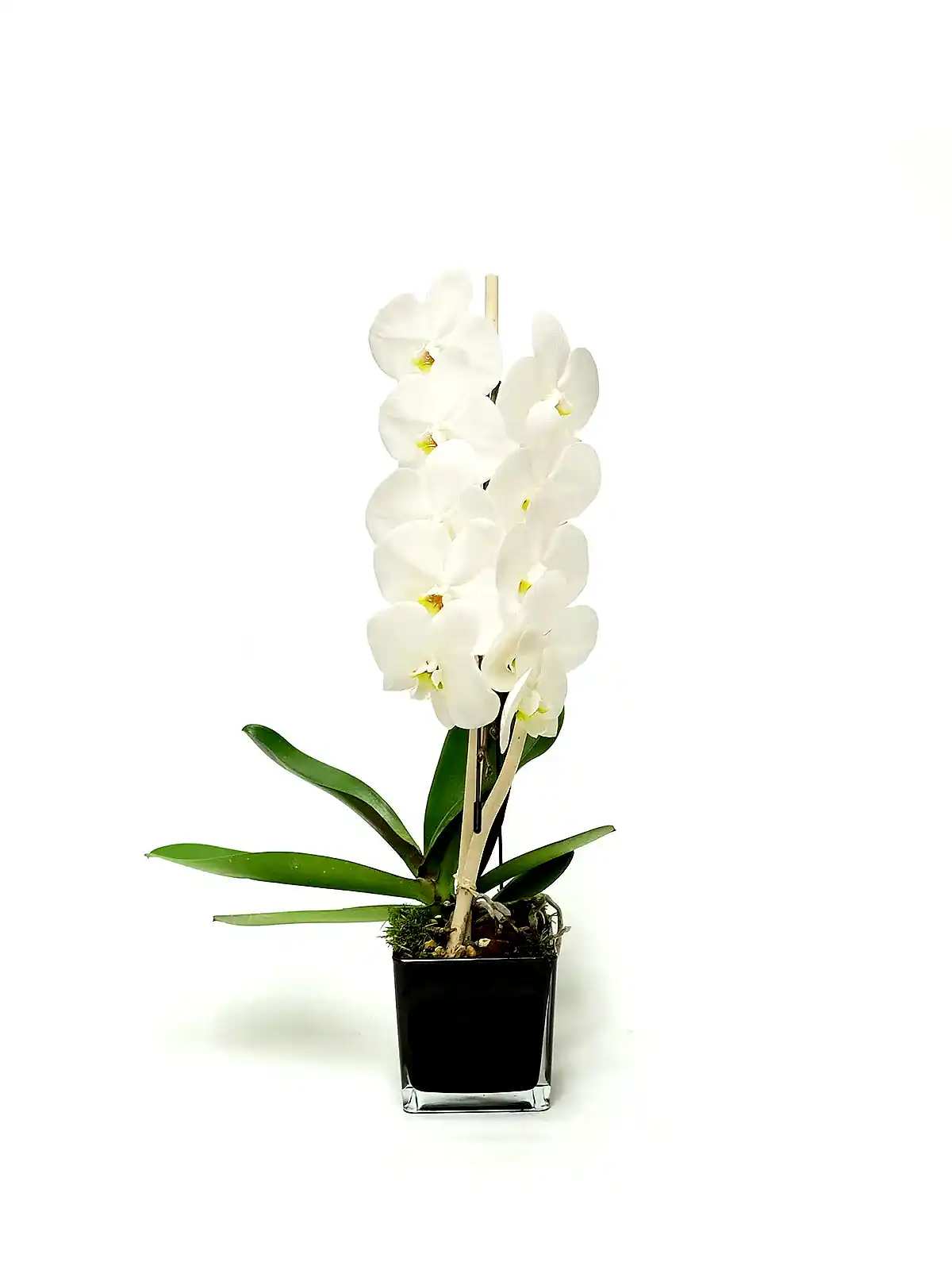 Cascading White Orchid