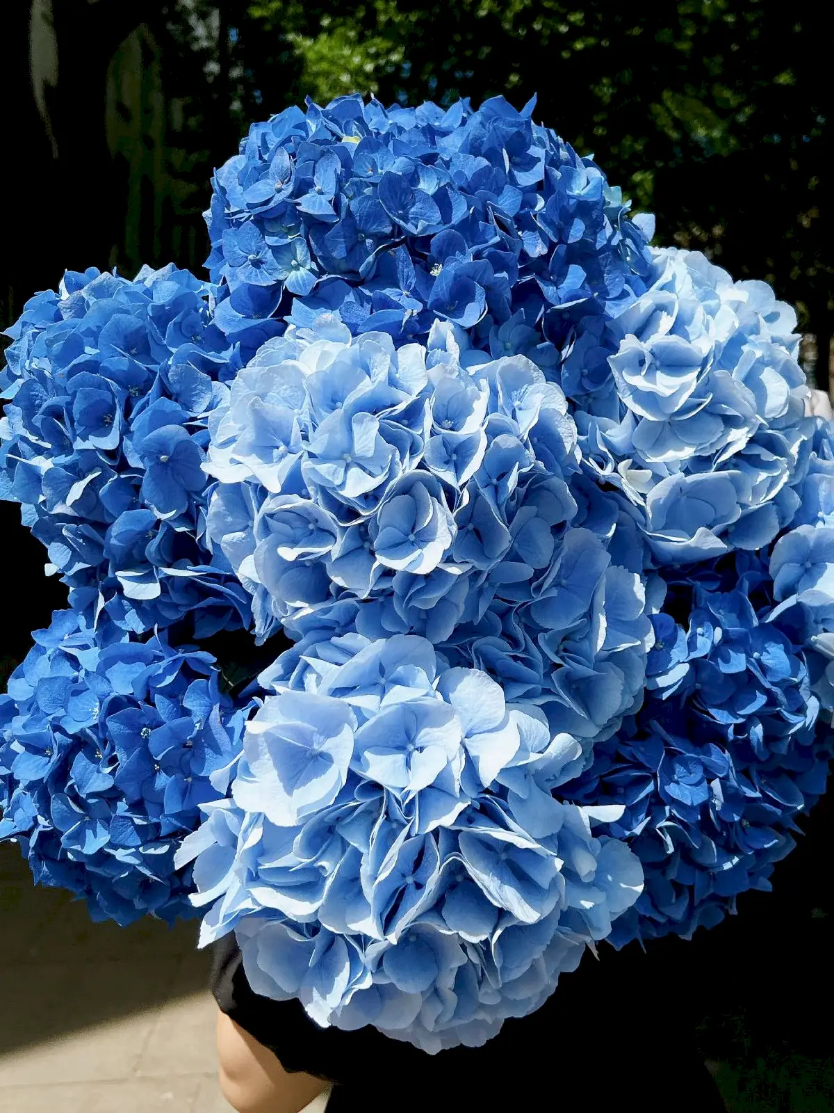 Blue Hydrangea