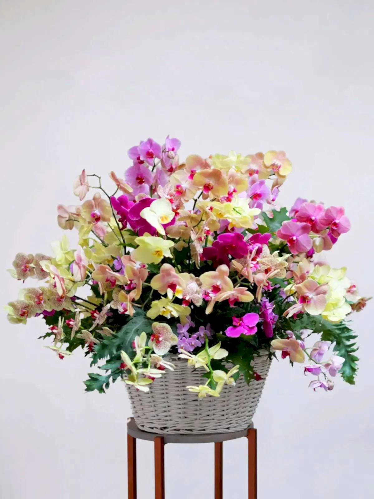 Orchid Jungle