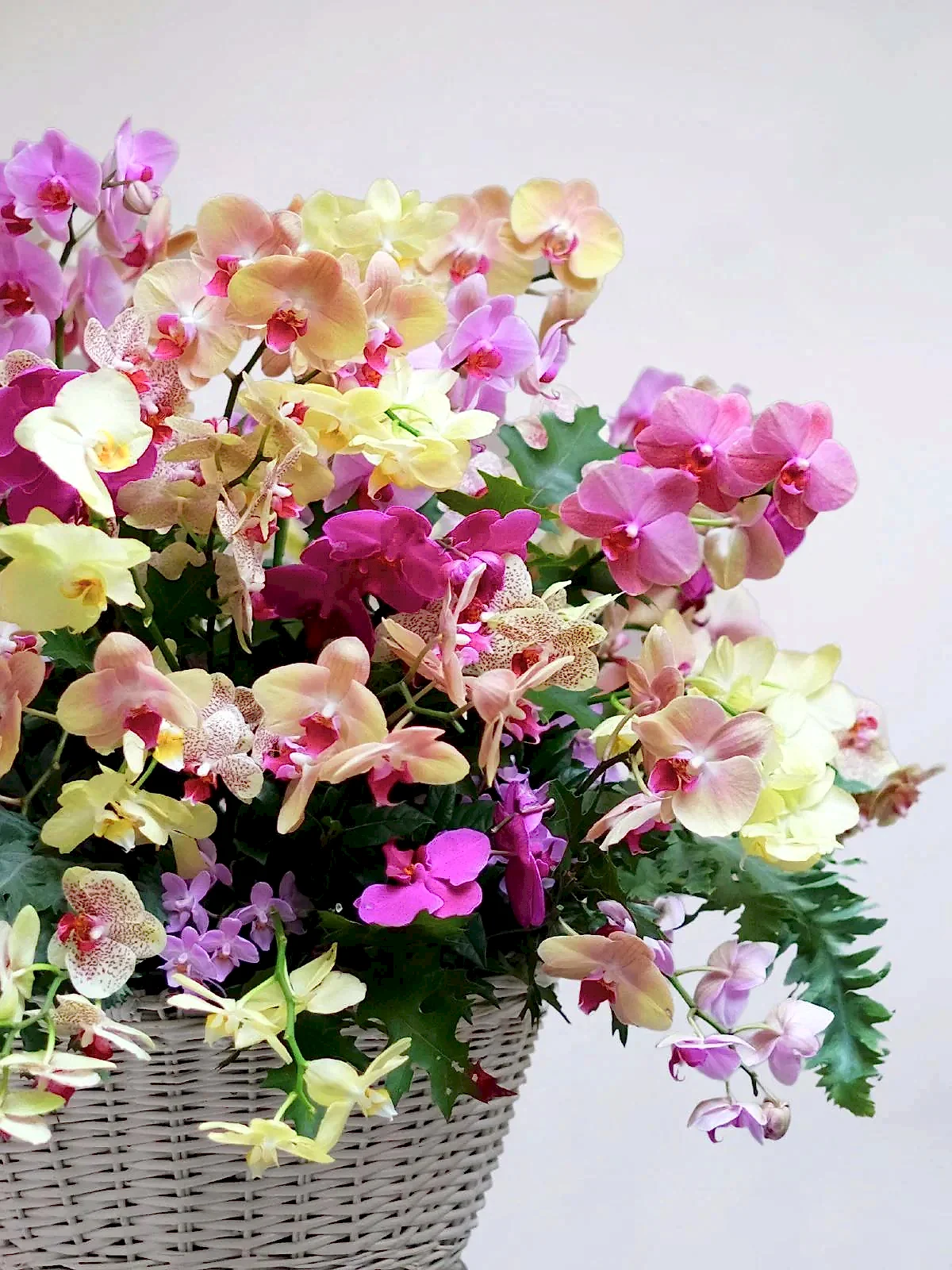 Orchid Jungle