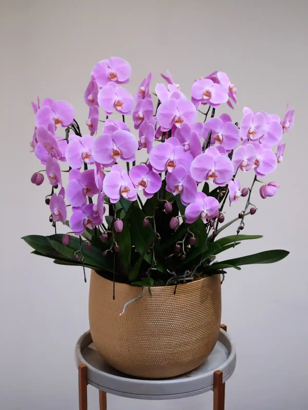 Luxury Pink Orchid XXL